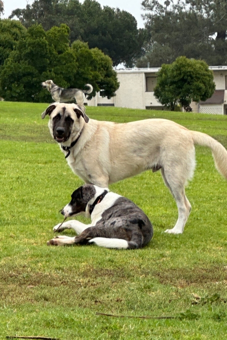 An Unlikely Emergency Appeal to the Supreme Court from a Dog Named Bruce