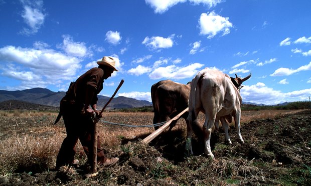 A campesino ploughs a field in the state of Oaxaca, Mexico. Integration is particularly hard for children in communities rife with poverty and illiteracy. Photograph: Alamy