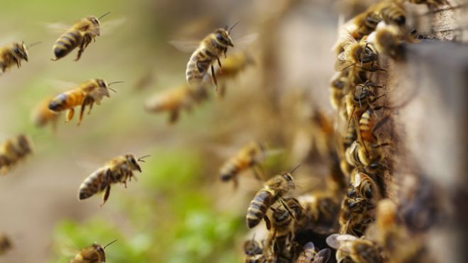 GETTY IMAGE S/ Concerns over the health of honeybees and other pollinators have led the EU to push for a total ban