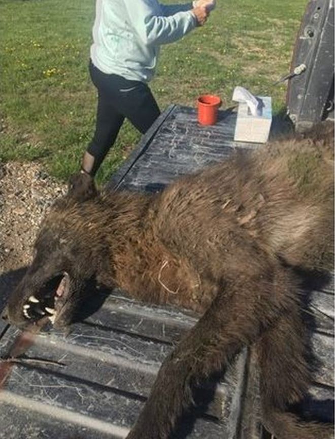 MONTANA FISH, WILDLIFE AND PARKS / Bizarre theories have circulated online that it could be a werewolf or relative of Bigfoot