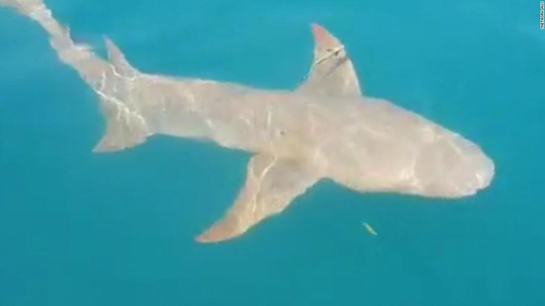 Terrifying moment woman feeding sharks is pulled into water