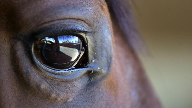 A man has been jailed for abusing a horse. Picture: David KellySource:News Corp Australia