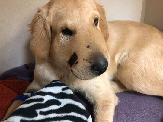 Todd saved his owner Paula Godwin from a rattlesnake during a walk. (Photo: Photo courtesy of Paula Godwin)