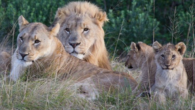 SIBUYA GAME RESERVE Image caption The suspected poachers strayed into a large pride of lions, the reserve's owner said