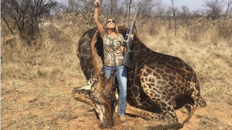 American hunter faces outrage after taking photo with killed giraffe