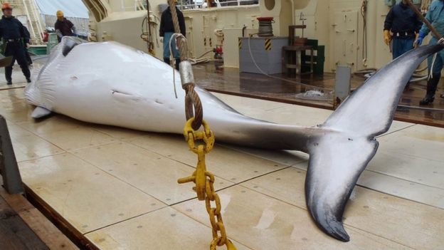 AFP / Currently, Japan kills whales under a so-called scientific research programme