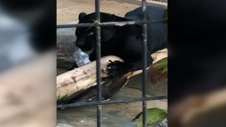 A jaguar attacked a woman taking a picture at a zoo in Arizona