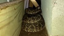 Forty-five rattlesnakes found under Texas house