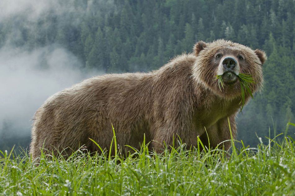 GETTY / caption The wildlife posing the biggest danger is the grizzly bear