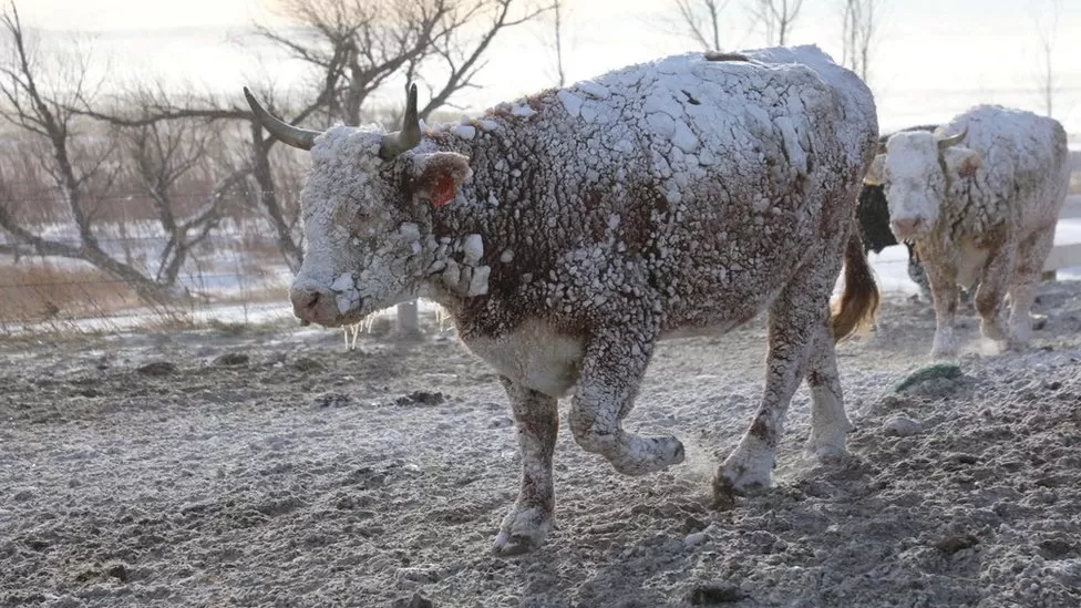 REUTERS / Cows walk in the snow following a blizzard in Sturgis, South Dakota