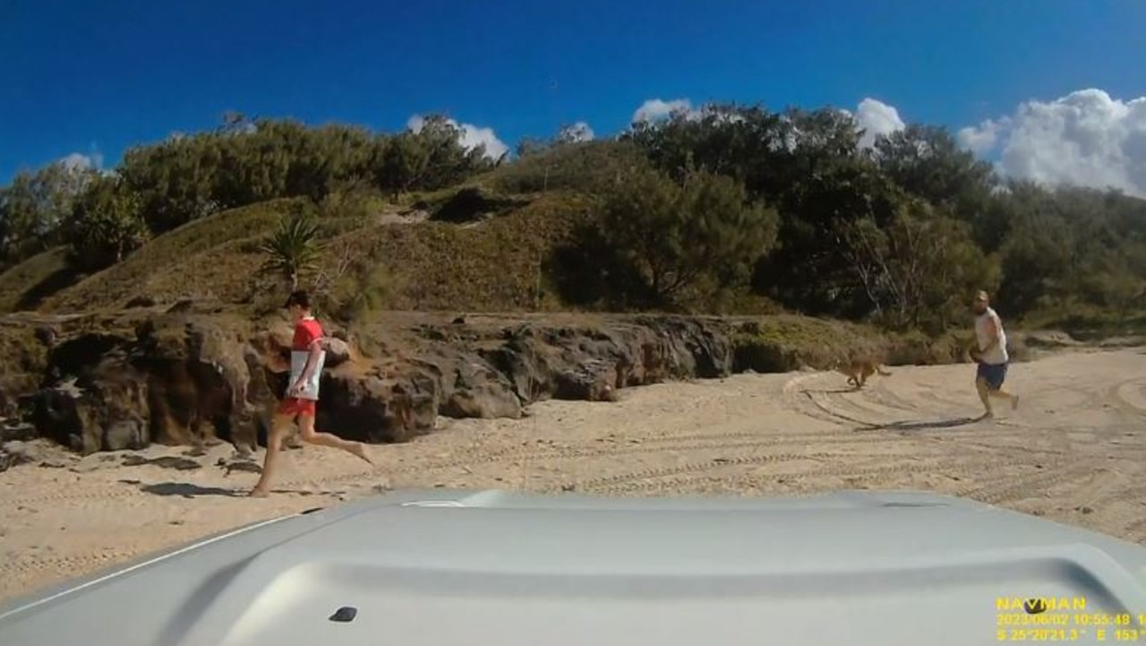 Ranger dashcam footage shows a dingo running alongside a young boy and a man on the island two weeks before the 10-year-old was attacked – the dingo was later euthanised for ‘poor behaviour’. Picture: Queensland Department of Environment and Science