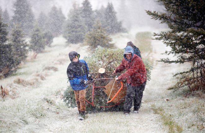A family is determined to keep the tradition of cutting down their perfect Christmas tree on the day after Thanksgiving alive at Chanticleer Farms, on, Nov. 26, 2021, in Pittsfield, Mass. Stephanie Zollshan, AP