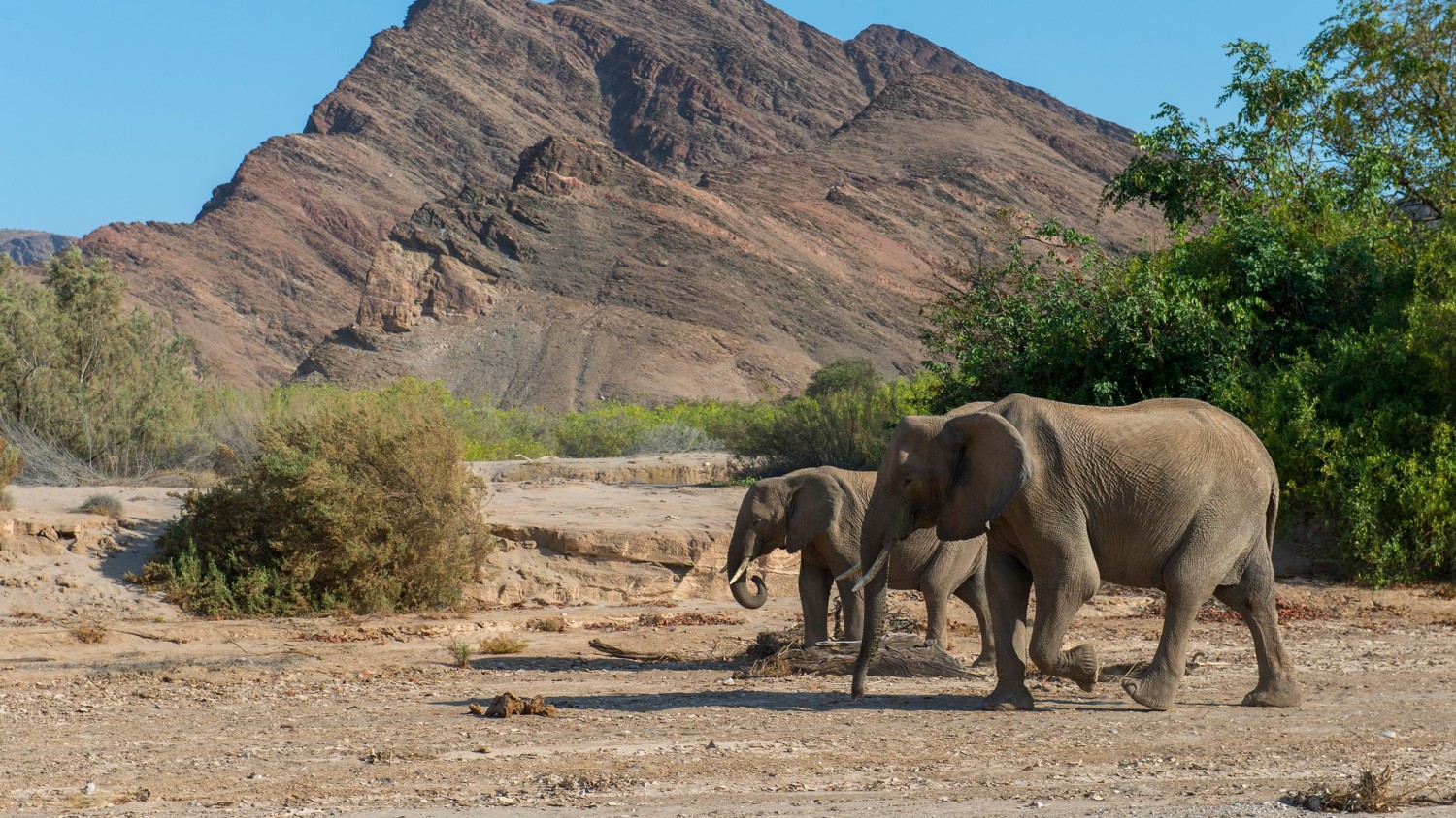 African elephants in the Hoanib River Valley in Namibia in 2019. Wolfgang Kaehler/LightRocket/Getty Images