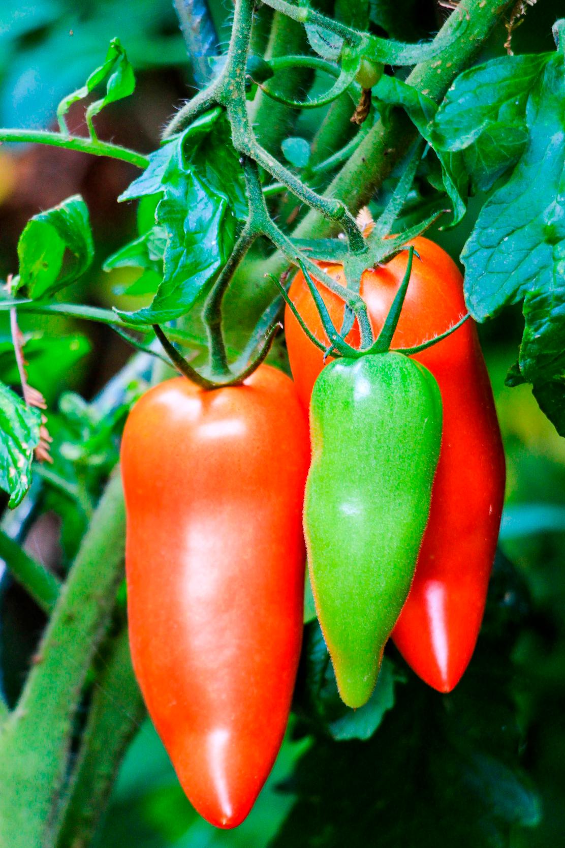 Comment conserver plus longtemps les fruits et légumes frais ?