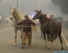 Horses are evacuated during the Creek fire on Dec. 5, 2017, in La Canada Flintridge, Calif.